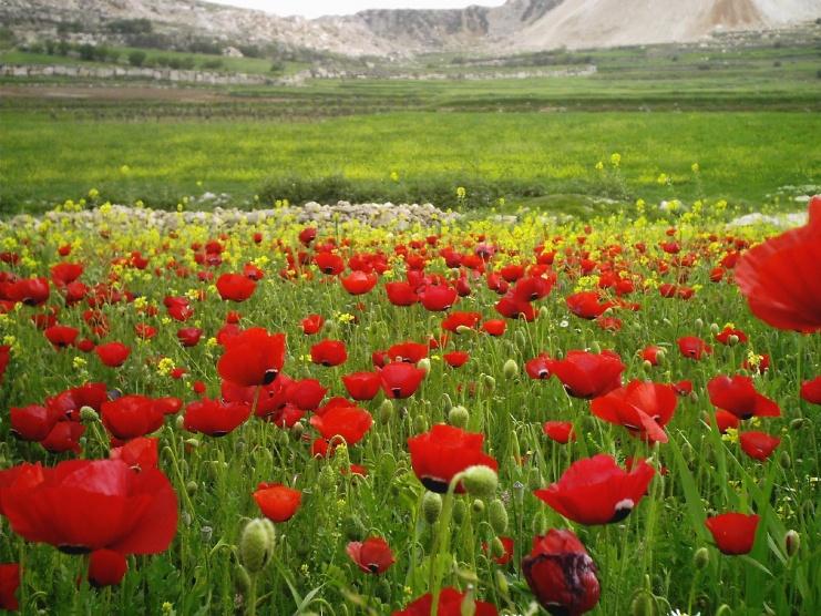 اجواء ربيعية وارتفاع على درجات الحرارة