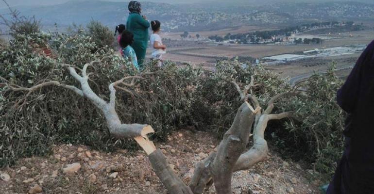 مستوطنون يقطعون أشجار زيتون شمال نابلس