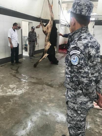 الضابطة الجمركية تتلف 3 ابقار مجهولة المصدر وغير صالحة للاستهلاك الادمي في الخليل‎