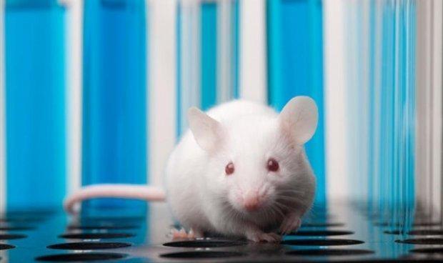 فئران تتناول 