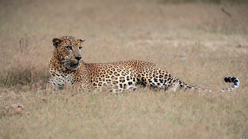 مقتل حيوان نادر بسريلانكا بسبب 