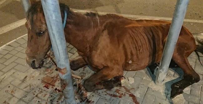 الاحتلال يعتقل شابا بتهمة اعتدائه بالضرب على حصان