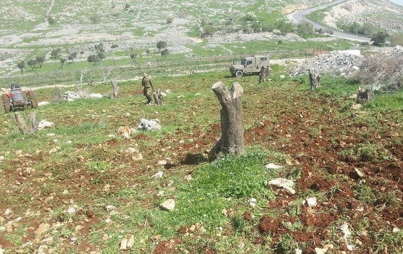 مستوطنون يعدمون 350 شجرة كرمه جنوب بيت لحم