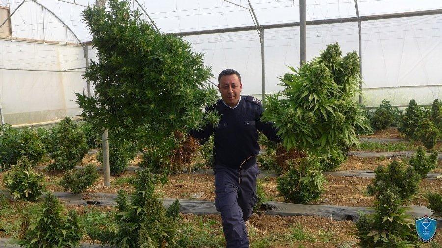 الأجهزة الامنية تضبط 405 شتلة مخدرة جنوب الخليل