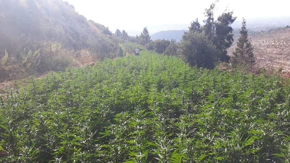 بالصور: شرطة الخليل تضبط مشتلا ضخما للمخدرات يضم 11 ألف شتلة