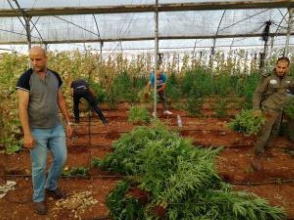 ضبط أشتال مخدرة في 20 دونما من الأراضي الزراعية غرب جنين
