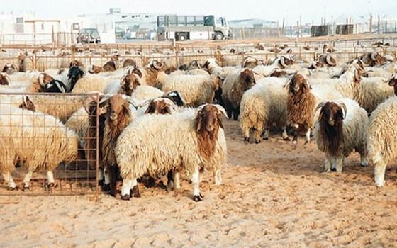 تحديد أسعار الأضاحي في الضفة