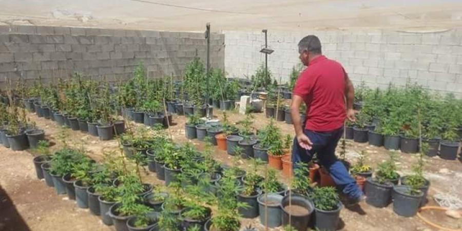 الأمن الوقائي يضبط مشتلا لزراعة المخدرات في الخليل