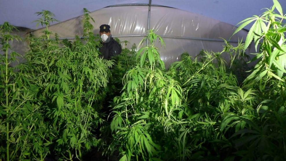 ضبط كيلو ونصف من 