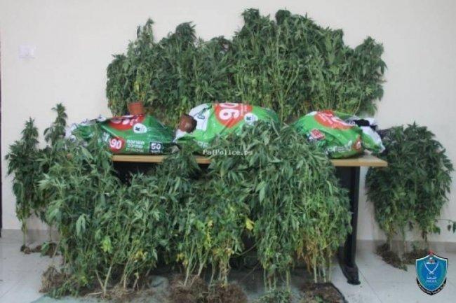 ضبط 65 شتلة يشتبه انها مخدرة داخل مشتل قيد الإنشاء في الخليل