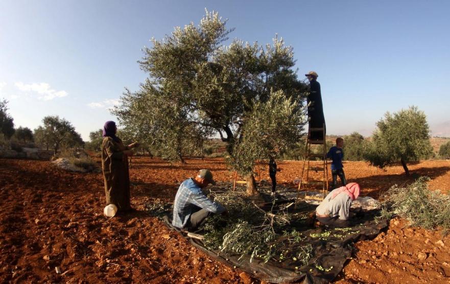 الاحتلال يعتدي على قاطفي الزيتون بعزون شرق قلقيلية