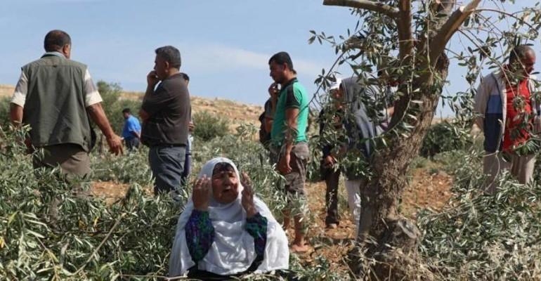 مستوطنون يقتلعون أشجارا مثمرة غرب سلفيت