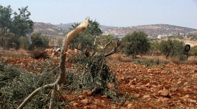 مستوطنون يقتلعون المئات من أشتال الكرمة والزيتون في أراضي الخضر