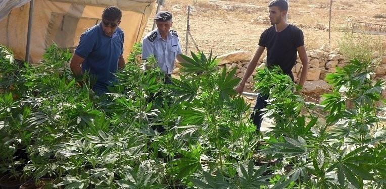 ضبط ١٥٠ شتلة 