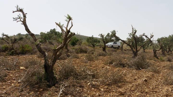 الاحتلال يقتلع 200 شجرة زيتون ويجرف 13 دونما في بيت أولا غرب الخليل