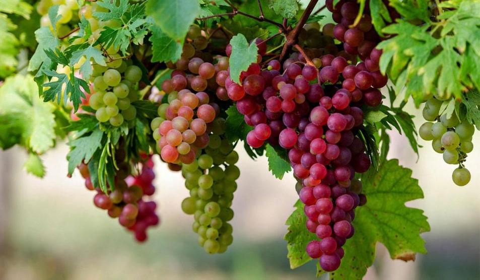 العنب يحارب سرطان البنكرياس