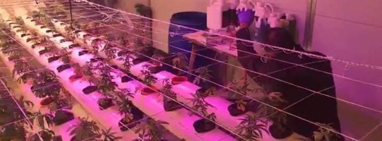 ضبط مستنبت حشيش في رام الله