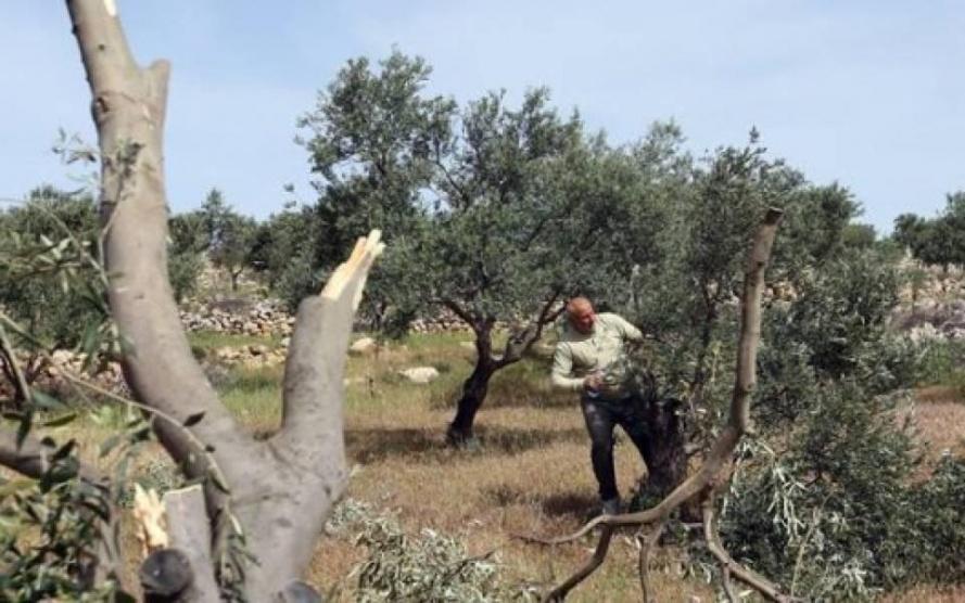 مستوطنون يقطعون 40 شجرة زيتون في المغير شرق رام الله
