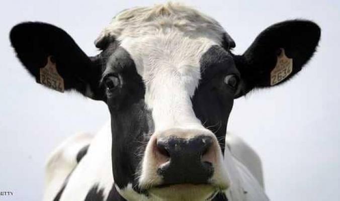 نفوق 4 أبقار بانفجار لغم في الأغوار الشمالية