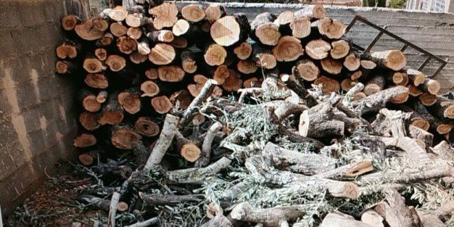 الشرطة تقبض على شخص بتهمة تقطيع أشجار الزيتون في سلفيت