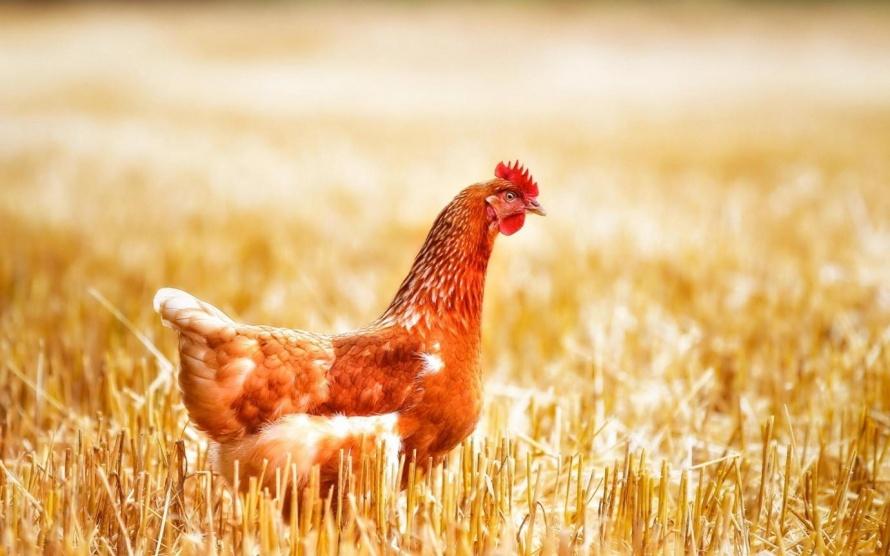 دجاج معدل وراثيًا يضع بيضًا يعالج السرطان