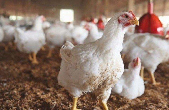 الزراعة: خطوة وقائية لمنع ارتفاع أسعار الدواجن في رمضان