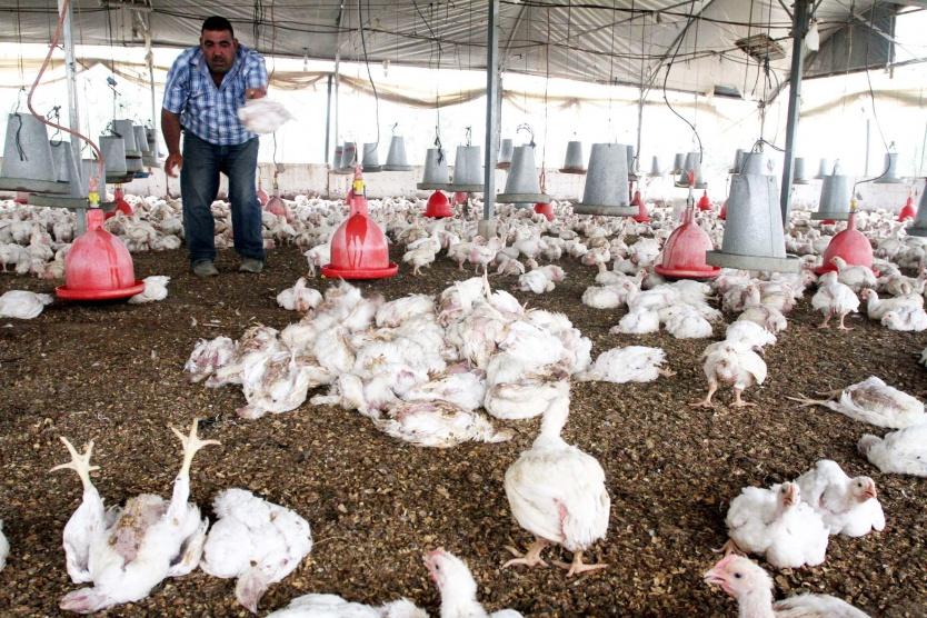 قطاع الدواجن بغزة يتعرض لخسائر فادحة بسبب موجة الحر