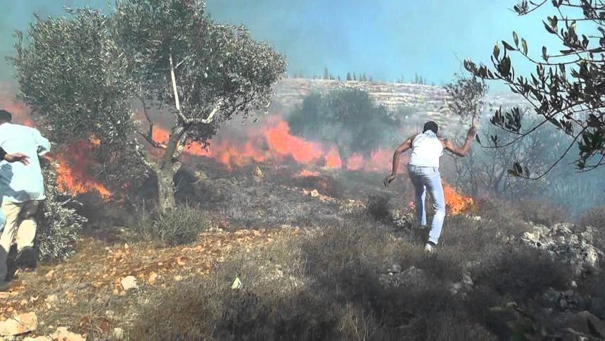 جنين: حرائق تلتهم 50 شجرة زيتون