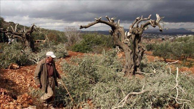 الاحتلال يصادق على تقطيع آلاف أشجار الزيتون جنوب شرق بيت لحم