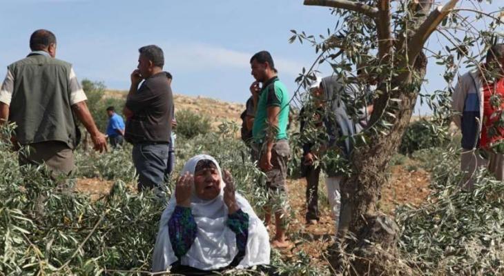 مستوطنون يجرفون اراض ويحرقون اشجار الزيتون جنوب نابلس