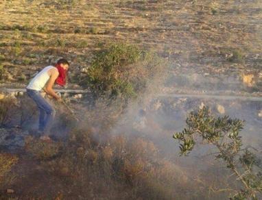 مستوطنون يحرقون نحو 1500 شجرة جنوب نابلس