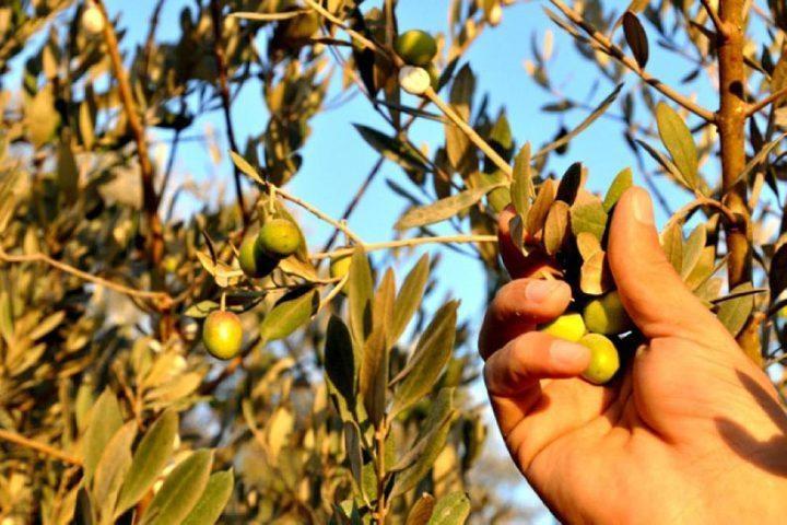 بدء التحضيرات لحملة قطف الزيتون
