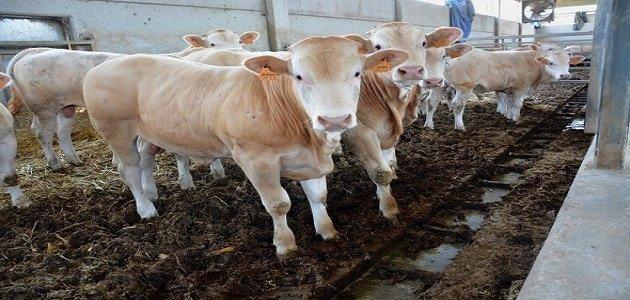 الاحتلال يهدد بالرد على قرار السلطة بوقف استيراد المواشي