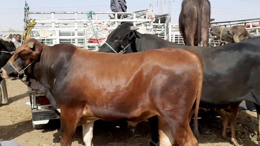 ضبط 60 عجلًا بدون إذن استيراد في طوباس