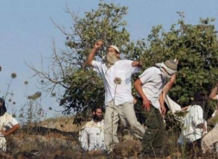 مستوطنون يسرقون الزيتون ويطردون المزارعين جنوب نابلس