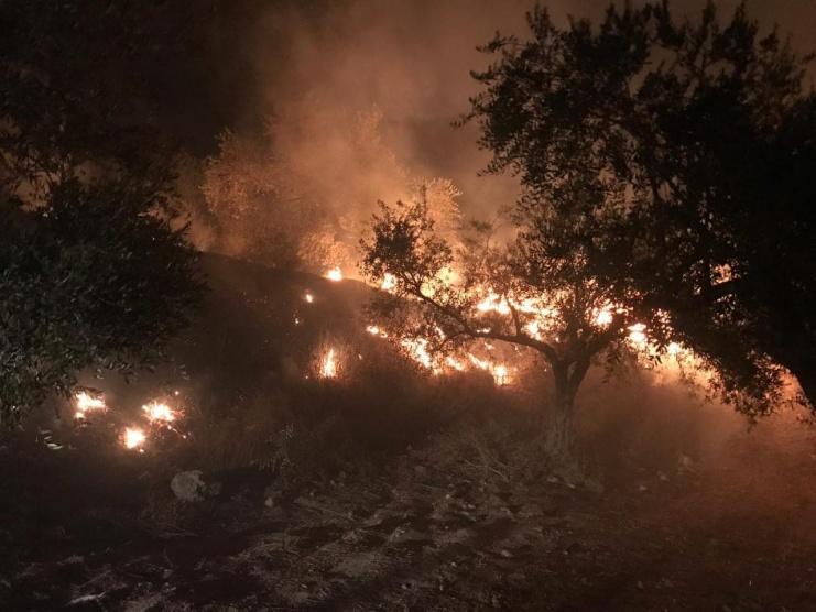 مستوطنون يضرمون النار بأشجار زيتون في سبسطية شمال غرب نابلس