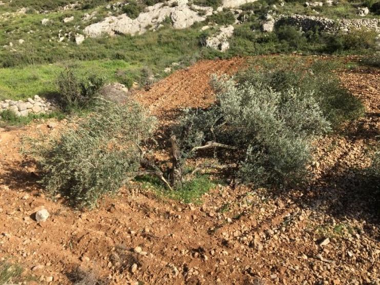 مستوطنون يقطعون 30 شجرة زيتون جنوب نابلس