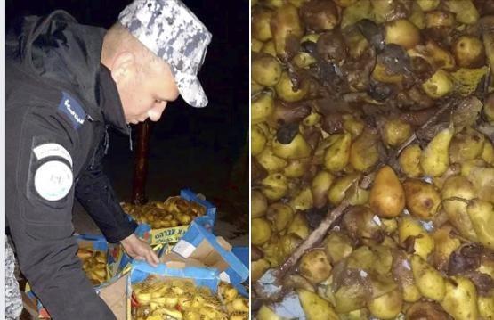 جنين: ضبط طنّ من الفواكه التالفة