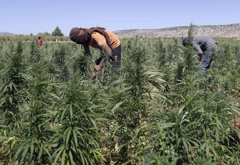 لبنان يحبط أضخم عملية تهريب مخدرات في تاريخه
