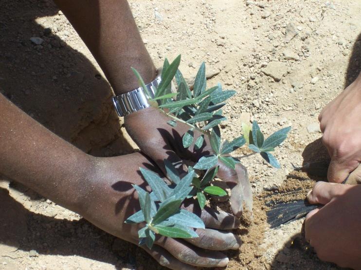 مستوطنون يزرعون اشتال زيتون في أراض جنوب بيت لحم