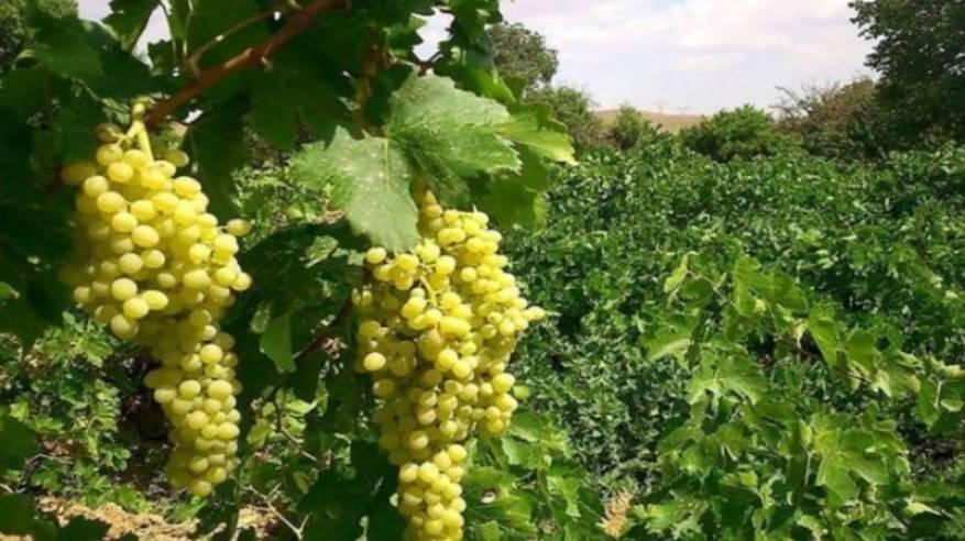 مستوطنون يقتلعون المئات من أشتال الكرمة جنوب بيت لحم