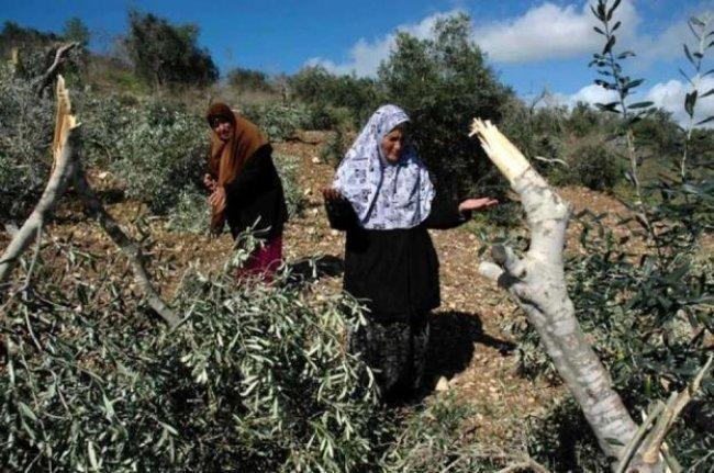 مستوطنون يقطعون عشرات أشجار الزيتون في بورين