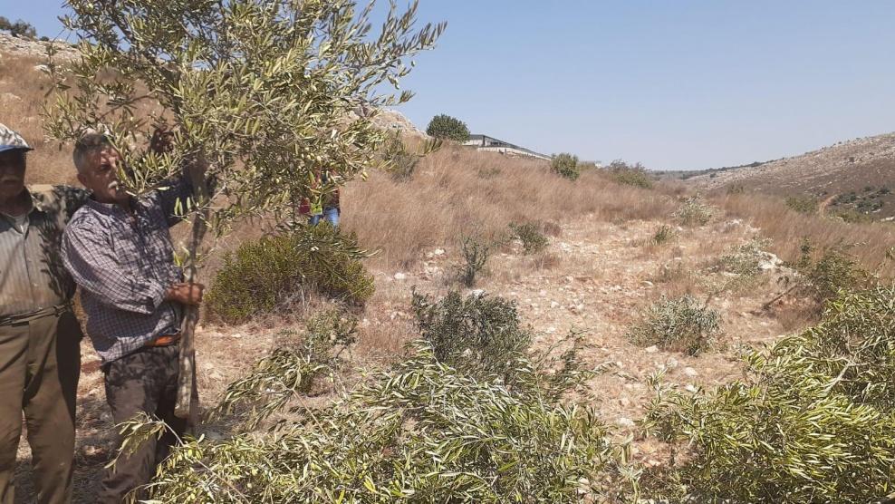 الاحتلال يقطع نحو 100 شجرة زيتون شرق الخليل