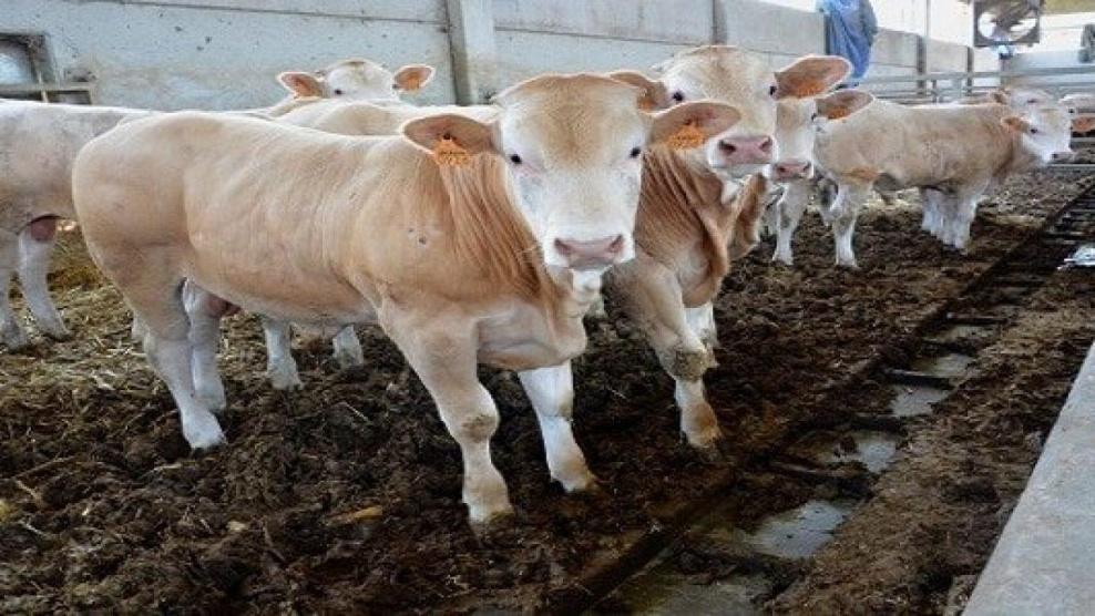 المفتي: التضحية بالعجول المسمنة جائز