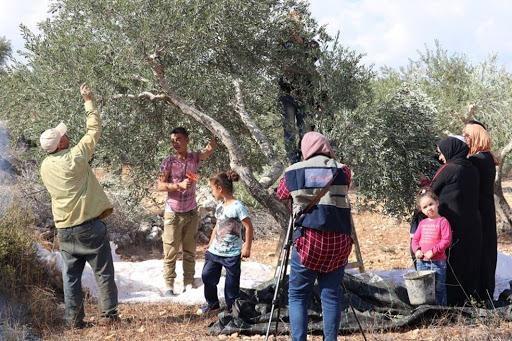 في الضفة وغزة الإغاثة الزراعية تطلق حملتها التطوعية لقطف الزيتون بالمناطق المهددة