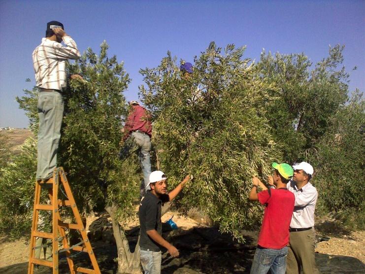تحذيرات من الدفاع المدني مع بدء قطف الزيتون