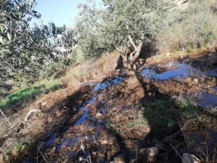 مستوطنون يغرقون حقول زيتون بالمياه العادمة شرق نابلس