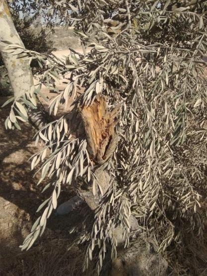 مستوطنون يقطعون عشرات الاشجار ويزرعون اشتالا جنوب نابلس