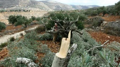 مستوطنون يقتلعون أشجار زيتون في بروقين غرب سلفيت