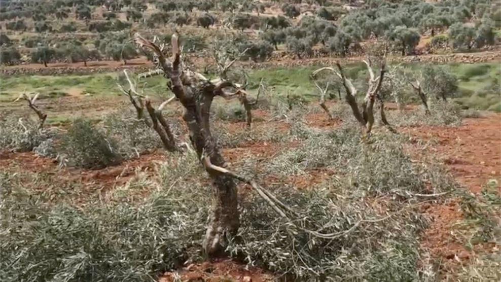 مستوطنون يعتدون على الأهالي ويقتلعون اشتال زيتون شرق بيت لحم